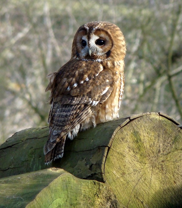 tawny owl